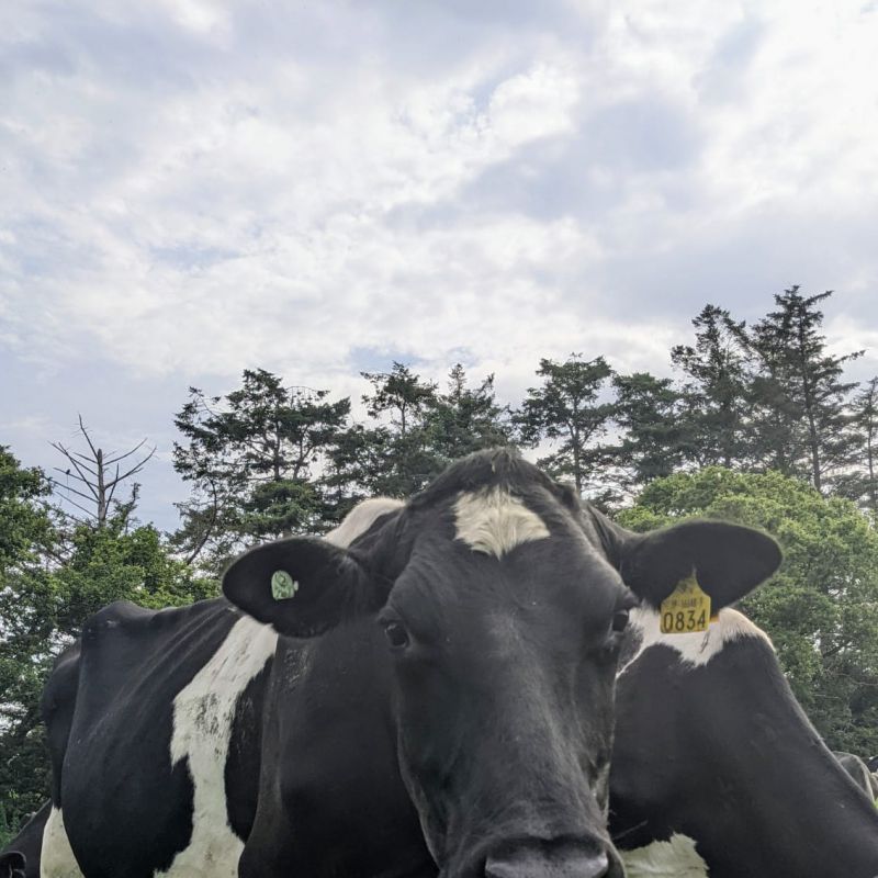 Curious Cow from Muckross Creamery