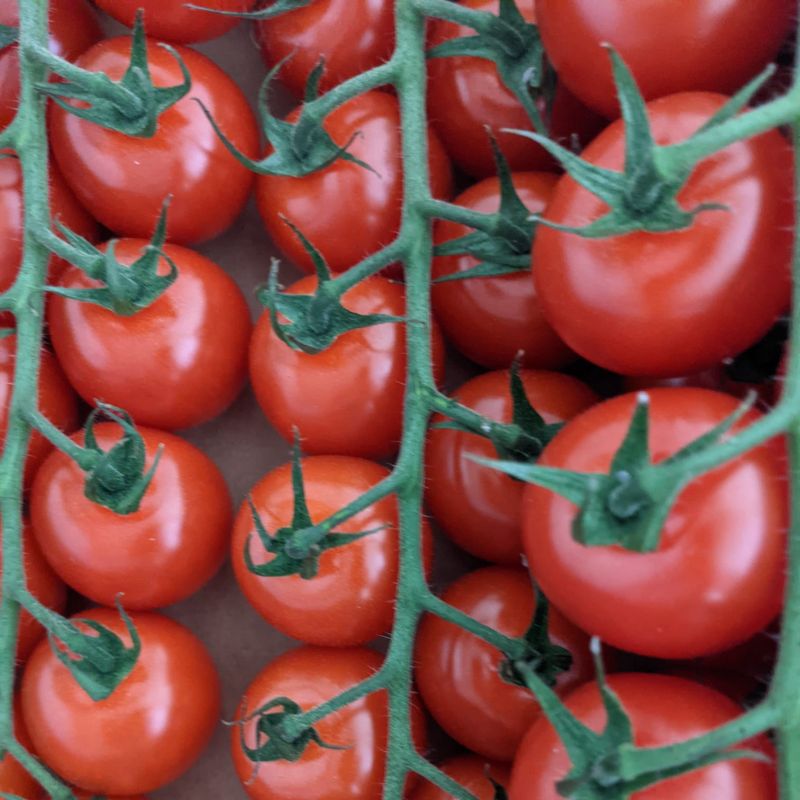 Fenit Fruit & Veg Hand picked Fenit Tomato 