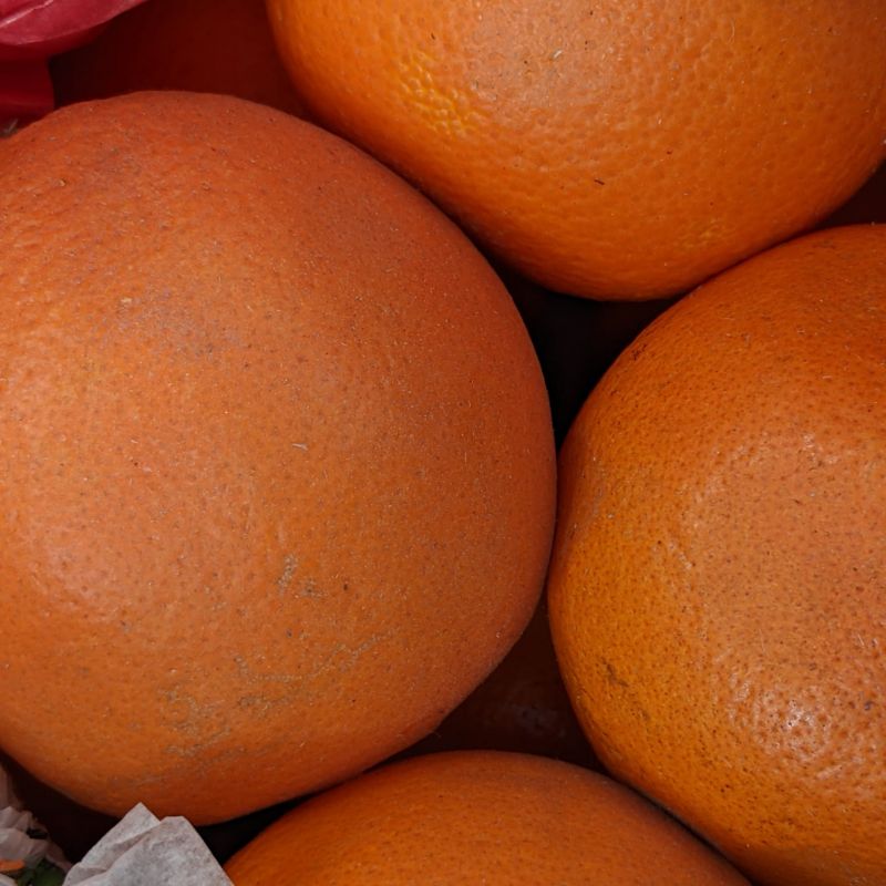 Fenit Orange