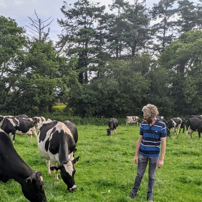 John Flemming of Muckross Creamery out in the field with his cows mid July 2021