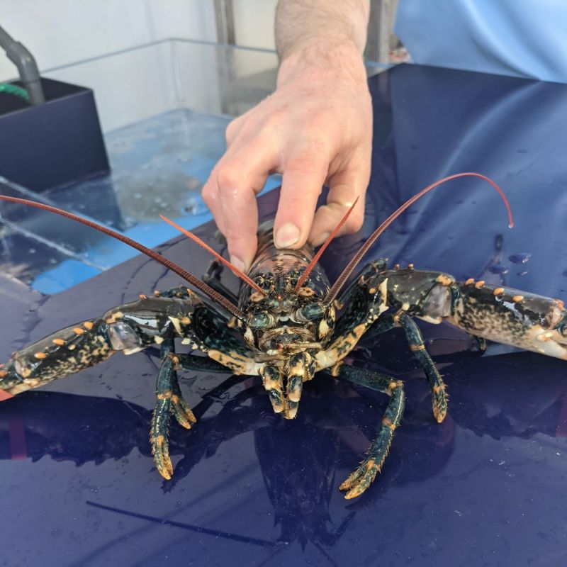 Star Seafood Killarney Lobster