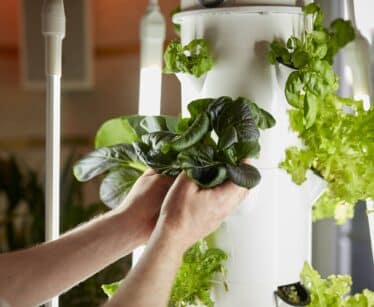 Person harvesting leafy greens from a vertical hydroponic system surrounded by LED grow lights.
