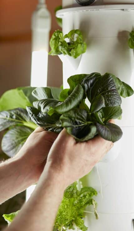 Person harvesting leafy greens from a vertical hydroponic system surrounded by LED grow lights.