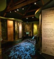 Indoor exhibit titled "The Woodlands of Killarney," featuring informational panels, tree graphics, and forest-themed lighting on walls and floor.