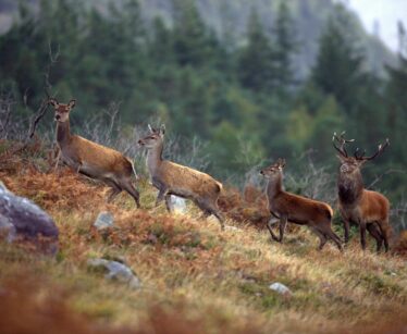 Four deer, including one stag with antlers, stand on a grassy hillside with rocks and ferns, trees and mist visible in the background.
