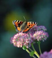 A butterfly with orange, black, and white wings rests on a cluster of pink flowers against a dark blurred background.