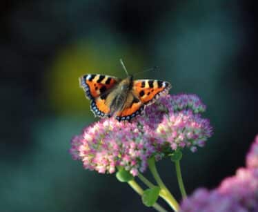 A butterfly with orange, black, and white wings rests on a cluster of pink flowers against a dark blurred background.