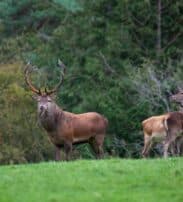 A stag with large antlers stands on grass beside two deer, with dense green trees in the background.