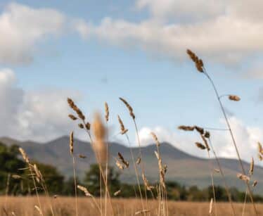 Tall grasses in focus with blurred mountains and clouds in the background under a blue sky.