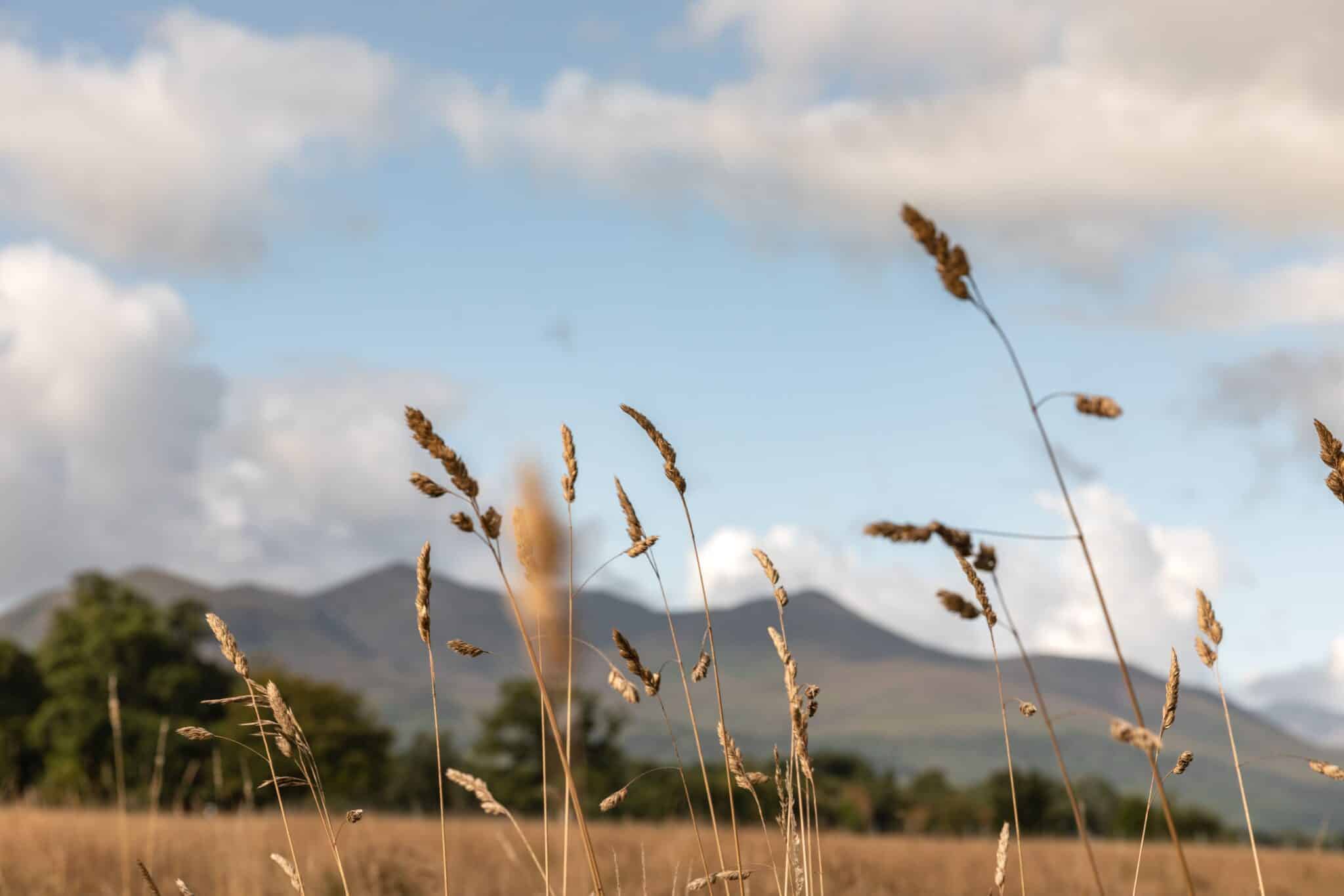 Tall grasses in focus with blurred mountains and clouds in the background under a blue sky.