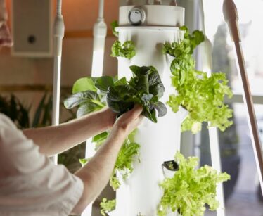 A person harvests leafy greens from a vertical hydroponic growing system indoors, surrounded by LED grow lights.