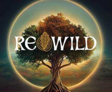 Majestic tree glowing under moonlit sky, symbolising serenity and nature's harmony at ReWild Resort.