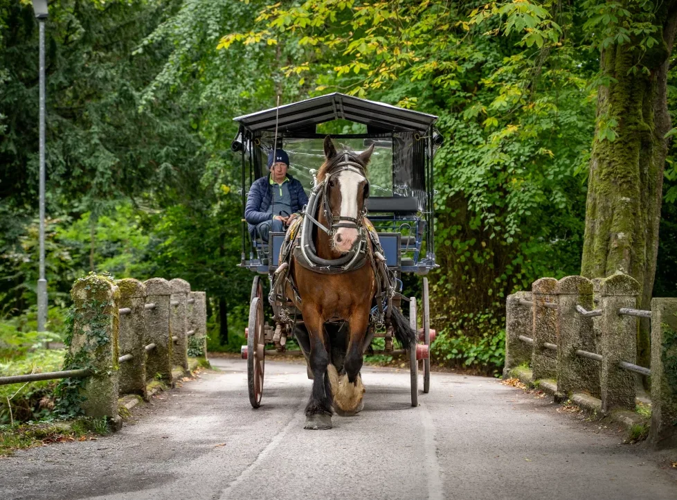 Charming horse-drawn carriage in lush countryside, perfect for a scenic hotel adventure amidst nature.